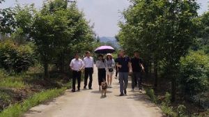植物界的大熊猫，医学界的第三棵树 安微石台发展青钱柳健康产业基地助力乡村振兴</a>