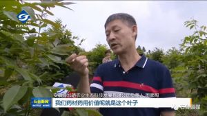 【石台融媒】探访全国最大的青钱柳种植基地！</a>